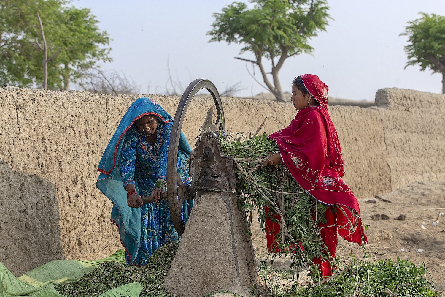  Two women in traditional attire preparing fodder for animals using a hand-operated machine.