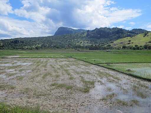 View to Mt Curi from Manatuto ricefields